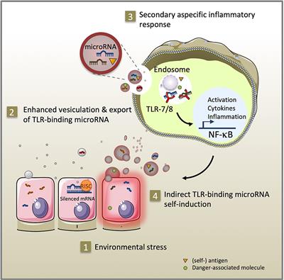 Epigenetic Mechanisms in Immune Disease: The Significance of Toll-Like Receptor-Binding Extracellular Vesicle-Encapsulated microRNA